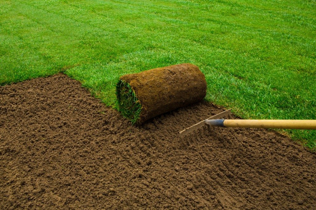 gardener applying turf grass in the backyard